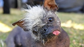 FOTO: Anjing 'Terjelek' di Dunia, Tetap Bahagia di Dekapan Ibu