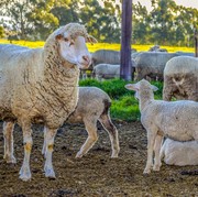 Jelang Idul Adha, Kenali Ciri-Ciri Daging Kurban yang Terkena Wabah Virus PMK!