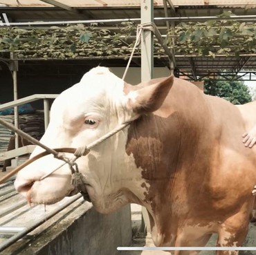 7 Potret Atta Halilintar Beli Sapi Megalodon Ukuran 1 Ton untuk Iduladha