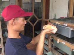 Ide Bisnis Menjanjikan Pemuda Lumajang dengan Ternak Hamster, Mau Mencoba?