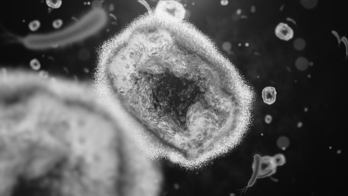 Monkeypox virus