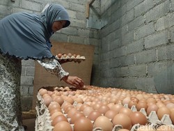 Peternak Blitar Amini Zulhas Soal Maklum Harga Telur Naik Karena Rugi 2 Tahun