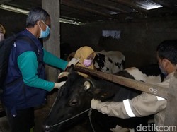 Hendak Divaksin PMK, Pedet di Boyolali Ini Kabur