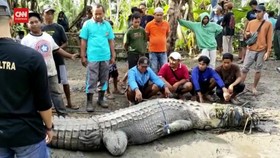 VIDEO: Momen Pria Sulsel Tangkap Buaya 4 Meter Seorang Diri