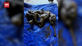 VIDEO: Mumi Bayi Gajah Purba Usia 30 Ribu Tahun Ditemukan di Kanada