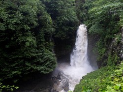 5 Fungsi Air Bagi Tumbuhan, Ini Penjelasannya Secara Lengkap