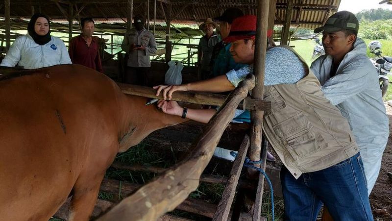 Pemerintah Provinsi Kalimantan Selatan (Kalsel) menerima bantuan vaksin penyakit mulut dan kuku (PMK) sebanyak 4.200 dosis.