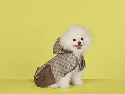 Gucci Rilis Aksesori Stylish untuk Anjing-Kucing, Harga Mulai Rp 2,6 Juta
