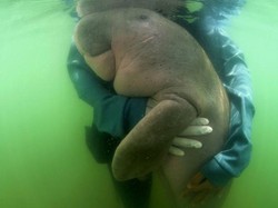Tentang Mitos Ikan Duyung dan Fakta di Baliknya
