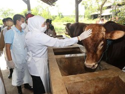 Gubernur Khofifah Anjurkan Penyembelihan Kurban di RPH Sesuai SE Kemenag