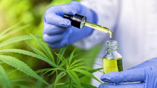 Ketua Dewan Pembina Yayasan Sativa Nusantara Musri Musman mengklaim senyawa CBD dalam ganja mampu meredakan tremor hingga kejang penderita cerebral palsy.