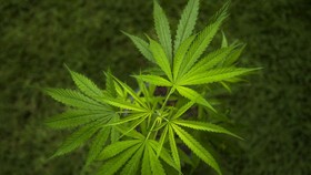 img-title Polres Jakpus Bongkar Peredaran Kemasan Susu Berisi Ganja Seduh