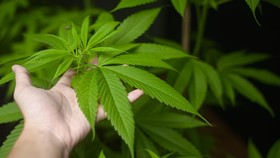 img-title Maroko Negara Muslim Pertama Buka Lab Ganja untuk Medis dan Makanan