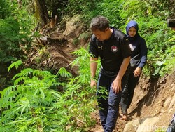 Penampakan Ladang Ganja di Gunung Karuhun Cianjur