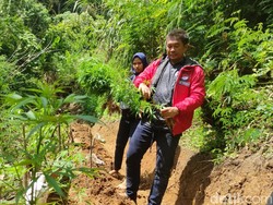 Lokasi Ladang Ganja di Cianjur Ternyata Dekat dengan Gunung Padang