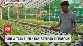 VIDEO: Manfaatkan Pekarangan Rumah Untuk Hasilkan Cuan