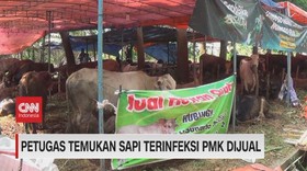 VIDEO: Petugas Temukan Sapi Terinfeksi PMK Dijual