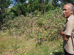 Harga Jual Murah, Petani Kapas di Karangasem Ancam Mogok Tanam