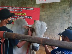 Info Lur! Pasar Hewan Klaten Dibuka Besok, Ternak Luar Daerah Dilarang Masuk