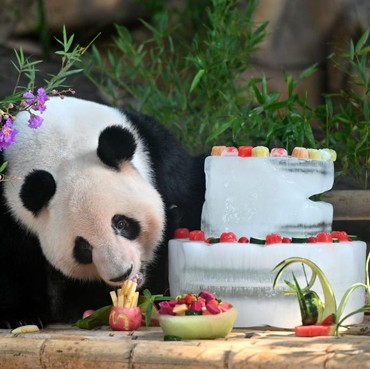 Kerjaannya Cuma Peluk Panda, Digaji 36 Juta/Bulan