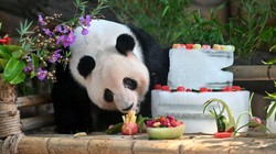 Kerjaannya Cuma Peluk Panda, Digaji 36 Juta/Bulan