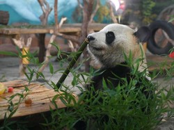 AS Sambut 2 Panda Baru, Ibu Negara Juga Ikut Senang