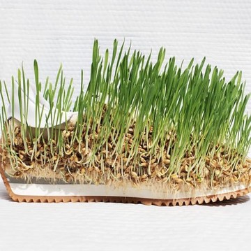 img-title Ajaib, Desainer Ini Bisa Menanam Tanaman di Atas Pakaian dan Sepatu!