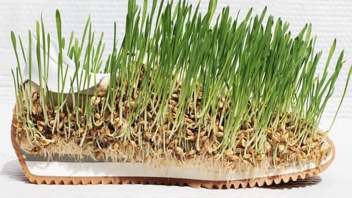 Ajaib, Desainer Ini Bisa Menanam Tanaman di Atas Pakaian dan Sepatu!