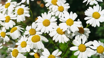 CARA MERAWAT BUNGA ASTER LAINNYA