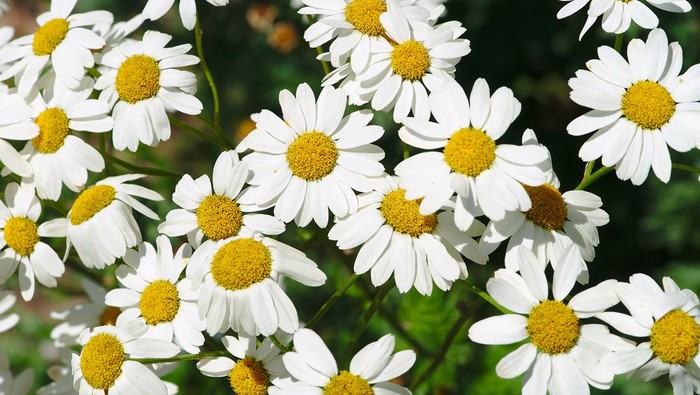 grove, Chrysanthemum bed with white corymb with yellow heart