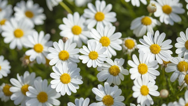 flora of Gran Canaria -  flowering marguerite daisy background