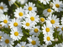 5 Makna Bunga Daisy, Fakta Menarik, dan Karakteristiknya