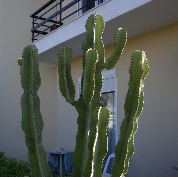 kaktus vase glas Quirky Cactus Hand-Blown Glass Vases main image 1