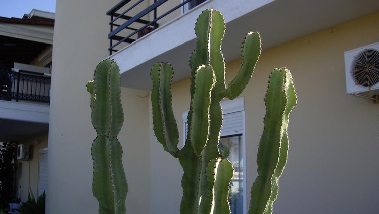 Cactus grows on the island of Rhodes in a the Greece
