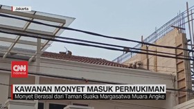 VIDEO: Kawanan Monyet Masuk Permukiman