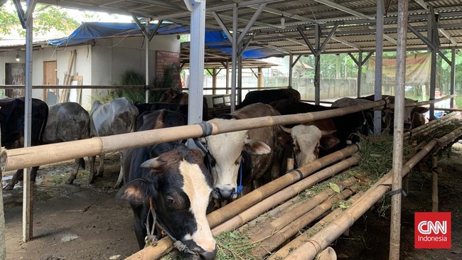 Permintaan Sapi Kurban Naik 10 Persen Meski Banyak PHK Permintaan sapi kurban nasional pada Iduladha 2025 mengalami peningkatan sebesar 5 hingga 10 persen dibanding tahun lalu.