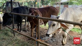Kementan Gandeng Pemprov DKI Jakarta Penuhi Stok Hewan Kurban