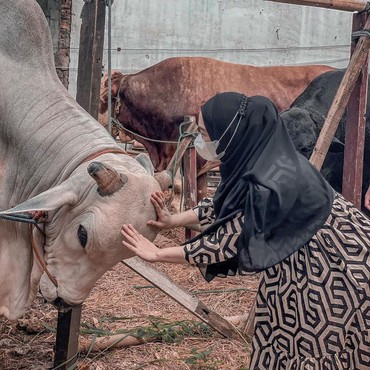 Persiapan Artis Sambut Idul Adha, Atta Halilintar hingga Ria Ricis Beli Sapi Jumbo