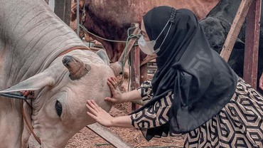 img-title Persiapan Artis Sambut Idul Adha, Atta Halilintar hingga Ria Ricis Beli Sapi Jumbo