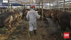 416 Ribu Ekor Hewan Ternak Terjangkit Penyakit Mulut dan Kuku