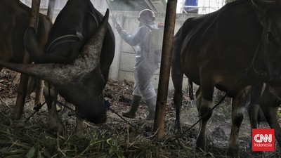 img-title Puluhan Sapi di Cianjur Mati karena PMK Jelang Iduladha