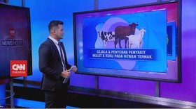 VIDEO: Gejala & Penyebab Penyakit Mulut dan Kuku