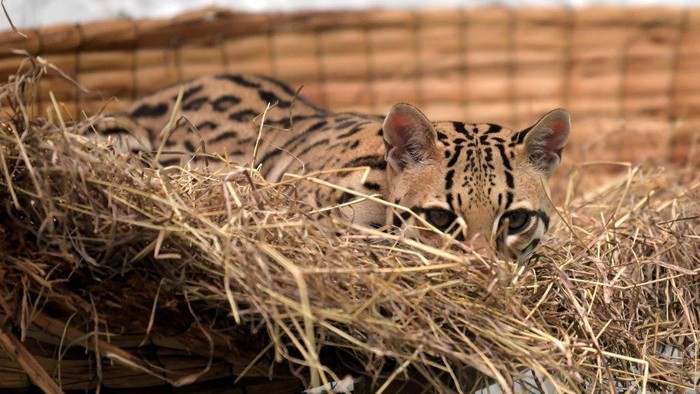 A leopard cub (Leopardus pardalis), is seen during its rehabilitation process, after being handed over to environmental authorities by a farmer, and the taken to the Wild Animal Rescue and Rehabilitation Unit of the National University, in Bogota on June 29, 2022. (Photo by Raul ARBOLEDA / AFP) (Photo by RAUL ARBOLEDA/AFP via Getty Images)