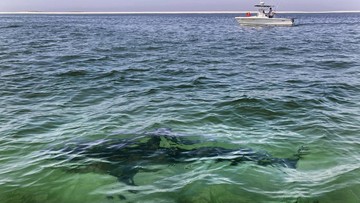 TEMPAT TINGGAL HIU MEGALODON