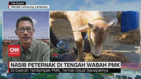 VIDEO: Nasib Peternak di Tengah Wabah PMK