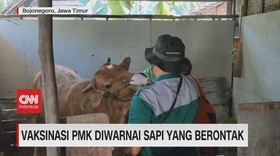 VIDEO: Vaksinasi PMK Diwarnai Sapi Yang Berontak