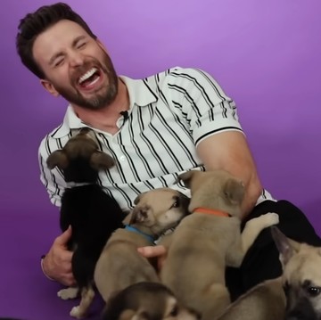 Puppy Interview! Bintang Lightyear, Chris Evans Jawab Pertanyaan Sambil Bermain dengan Anak Anjing