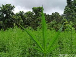 Penjelasan Dokter soal Pengobatan Low Back Pain Pakai Ganja Medis