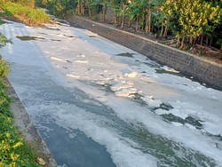 Duh! Sungai Pleret di Klaten Berbusa dan Banyak Ikan Mati