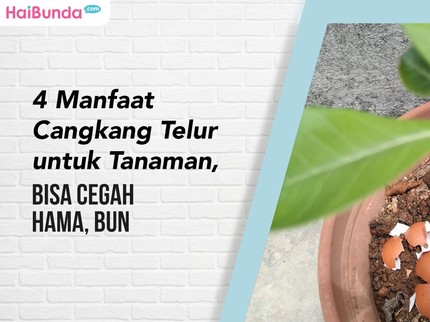 4 Manfaat Cangkang Telur untuk Tanaman, Bisa Cegah Hama, Bun